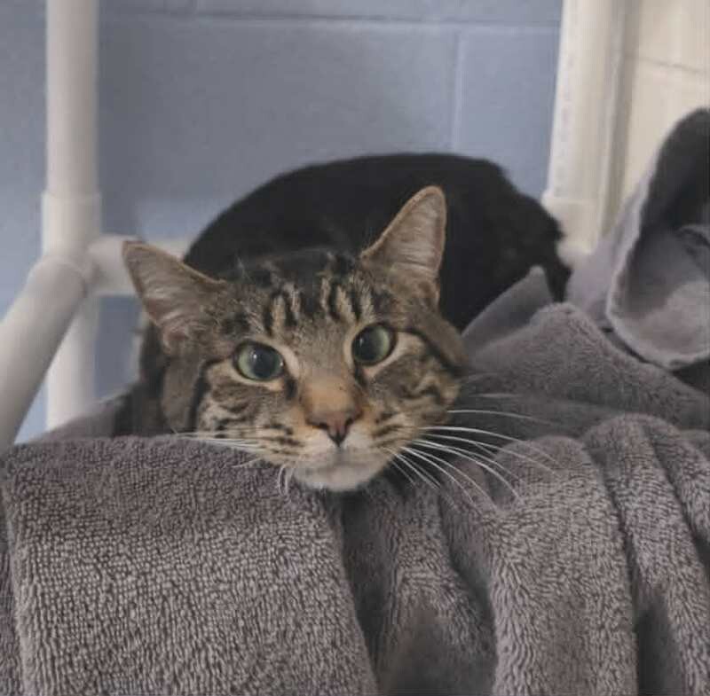 Picture of the Animal Listed